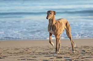 Spanish Greyhound